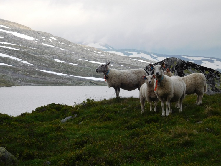 Wildkamperen Hardangervidda foto 3